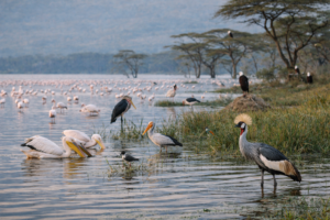 Diverse bird species along Lake Nakuru shoreline
