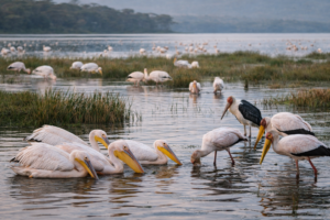 Pelicans and storks feeding in Lake Nakuru wetlands