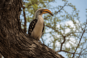 African hornbill perched on ancient tree associated with mythology and ancestral symbolism.