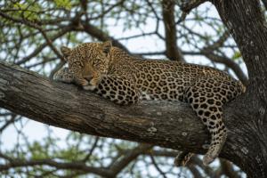 African leopard resting on tree branch symbolizing mystery and spiritual authority.