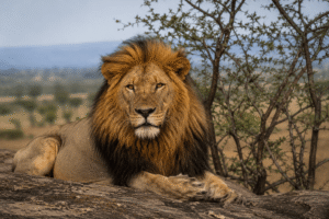 Traditional African lion symbolism artwork inspired by East African mythology and kingship.