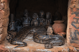 Sacred python inside a traditional West African shrine associated with spiritual rituals.