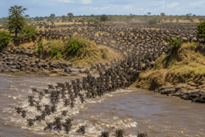 Wildebeest migration crossing the Maasai Mara River